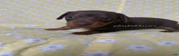 Miniature Dachshund dogs for sale: Tootsie - Ad 23