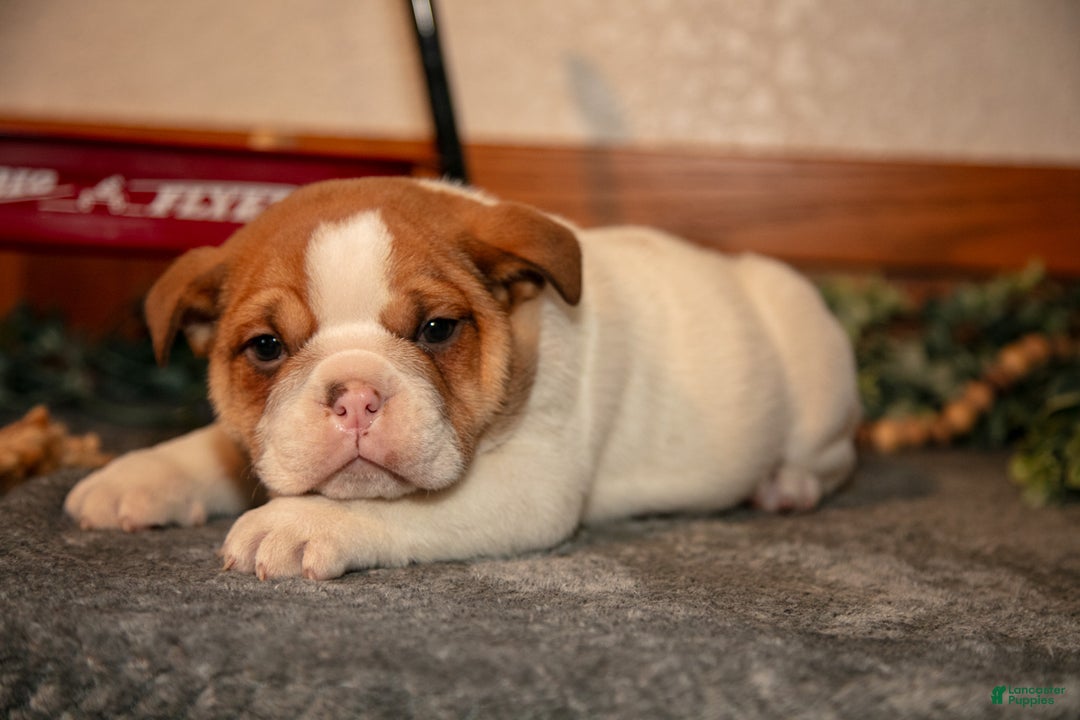 Mixed Breed dogs for sale: Percy - Ad 2