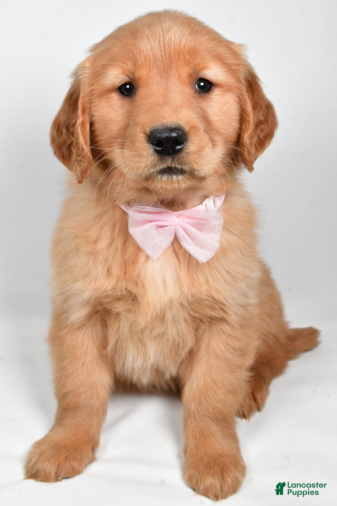 Golden Retriever dogs for sale: Lexie - Ad 7