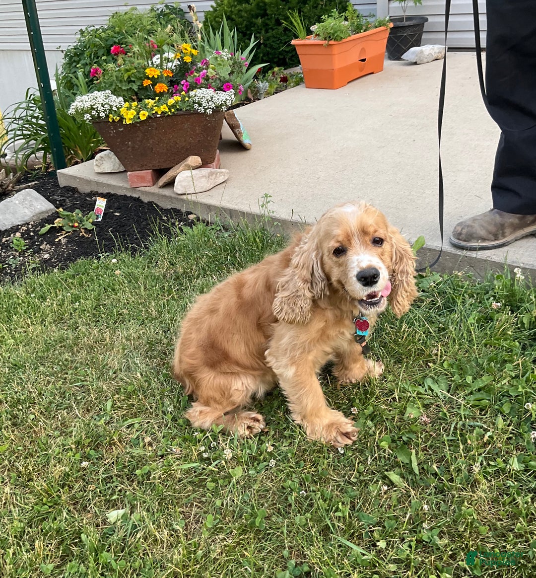 Cocker Spaniel dogs for sale: Jodie - Ad 5
