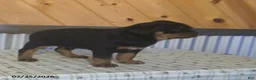 Rottweiler dogs for sale: Kevin - Ad 2