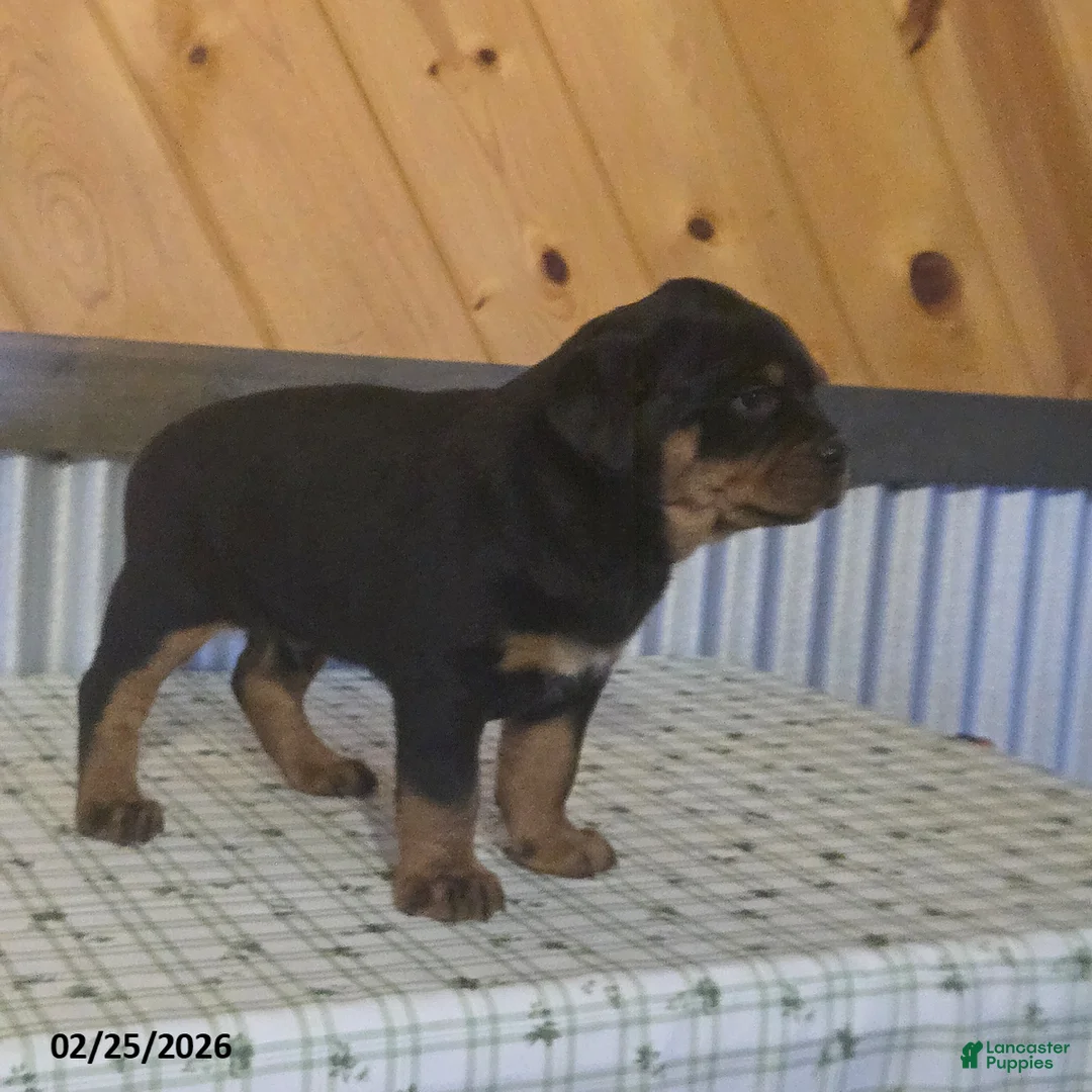 Rottweiler dogs for sale: Kevin - Ad 2