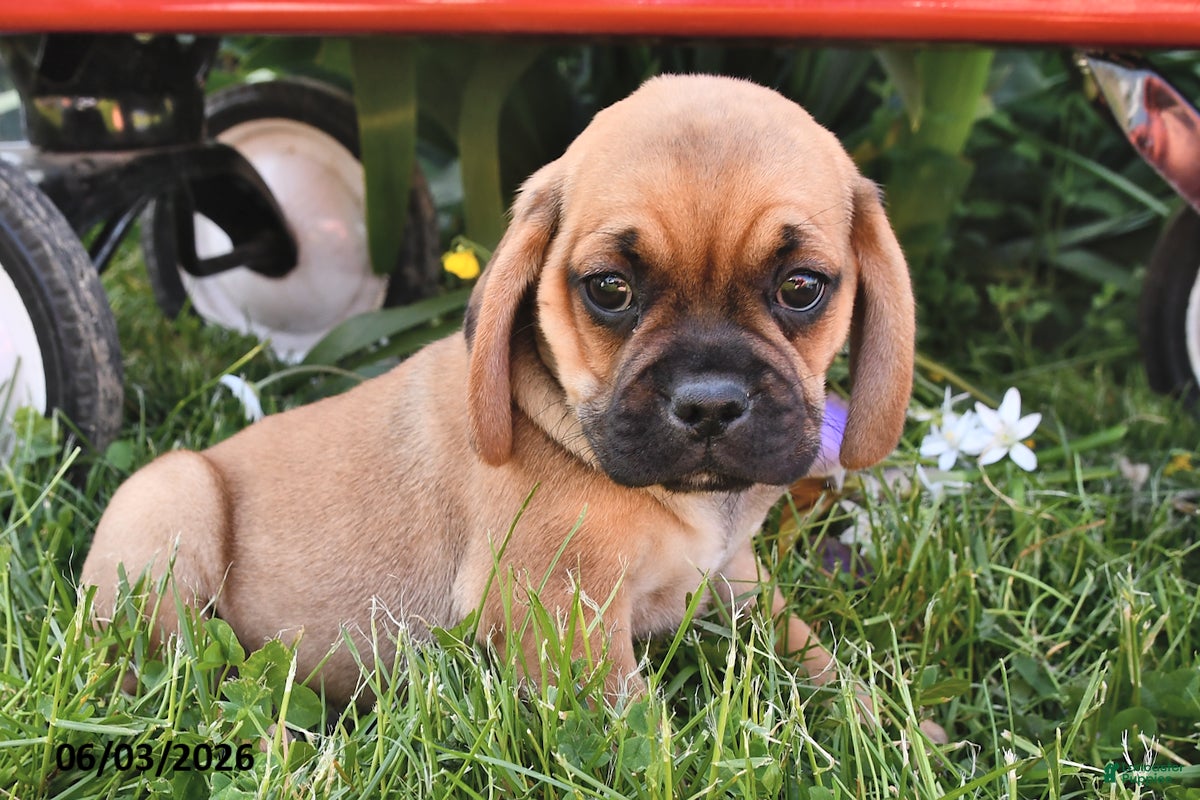 Puggle dogs Skyler - Ad 2