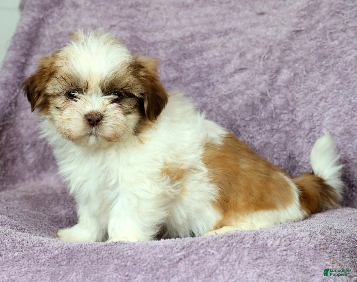 Shih Tzu dogs Henley - Ad 2