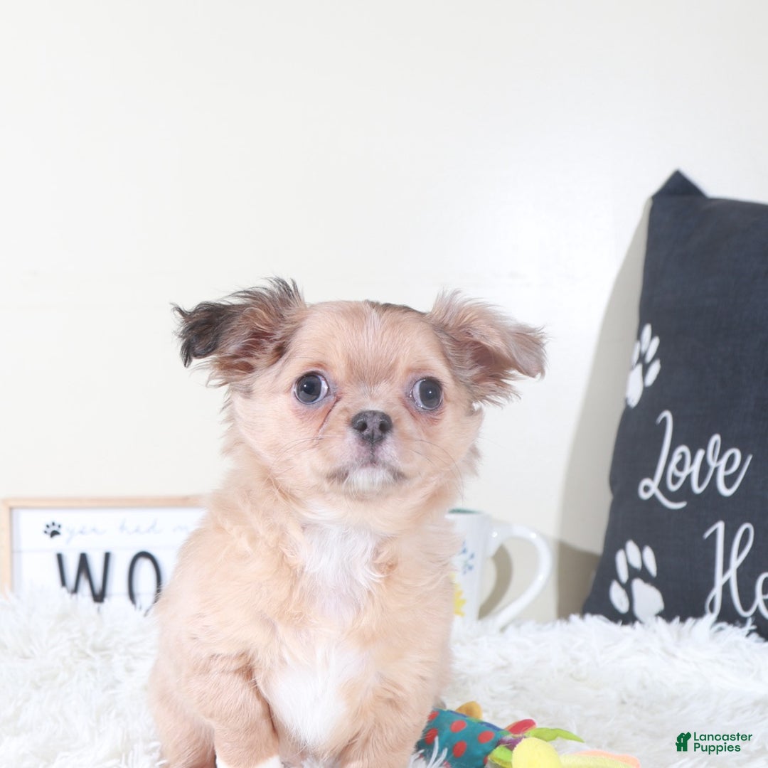 Chihuahua dogs for sale: Chihuahua Puppy Flicka - Ad 3