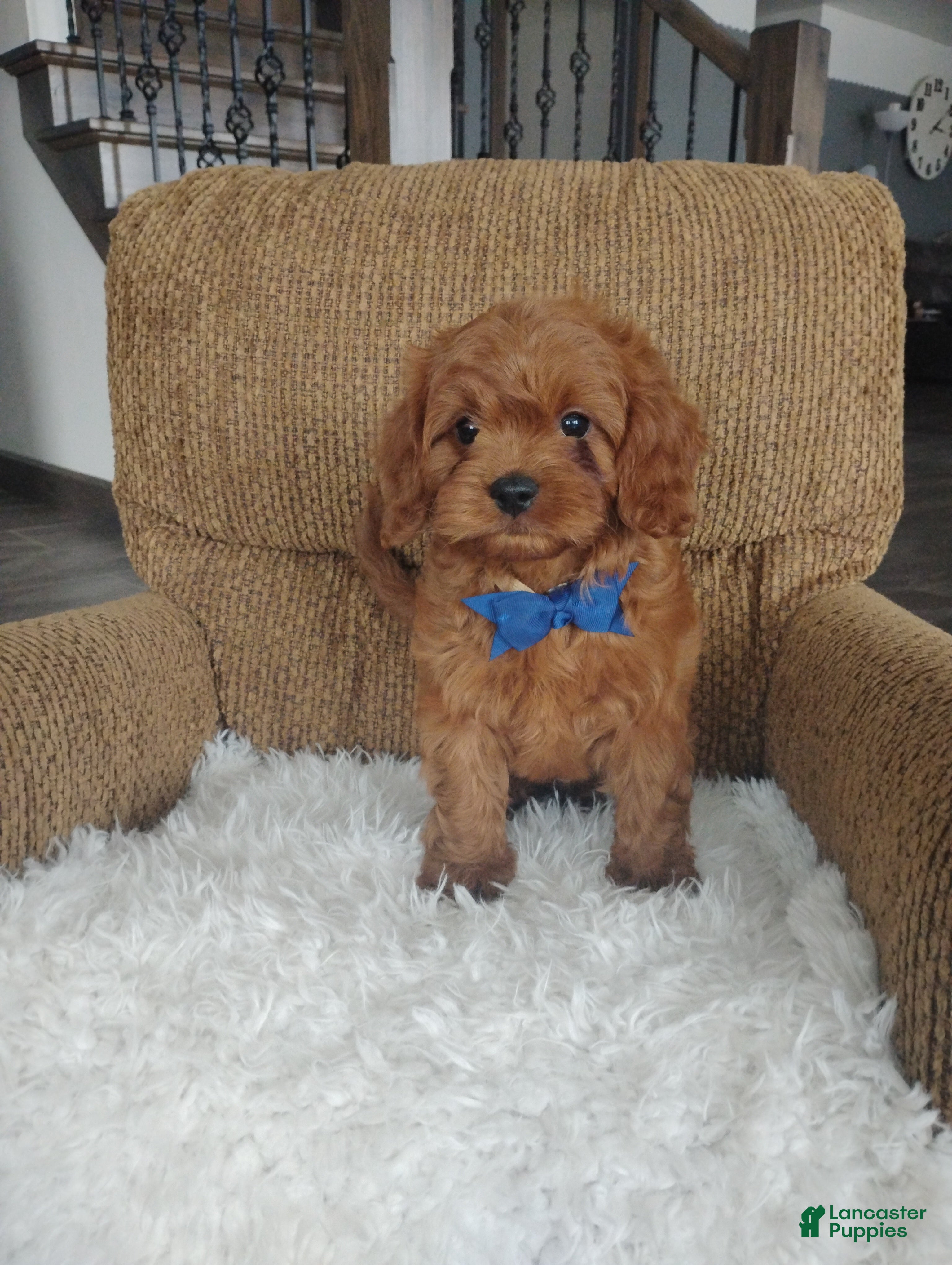 Cavapoo dogs Cody - Ad 1