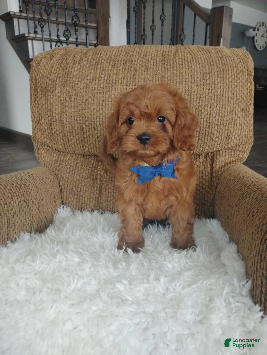 Cavapoo dogs for sale: Cody - Ad 1