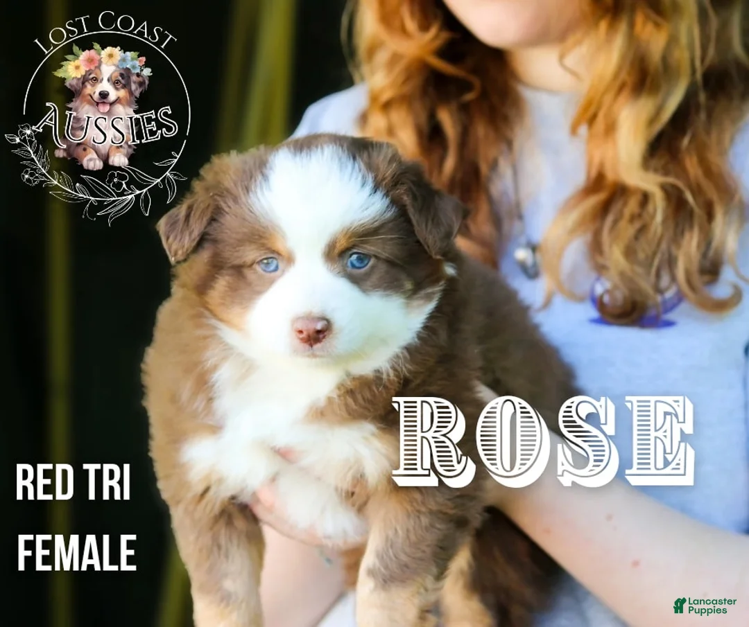 Miniature Australian Shepherd dogs for sale: Rose - Ad 1