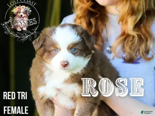 Miniature Australian Shepherd dogs Rose - Ad 6