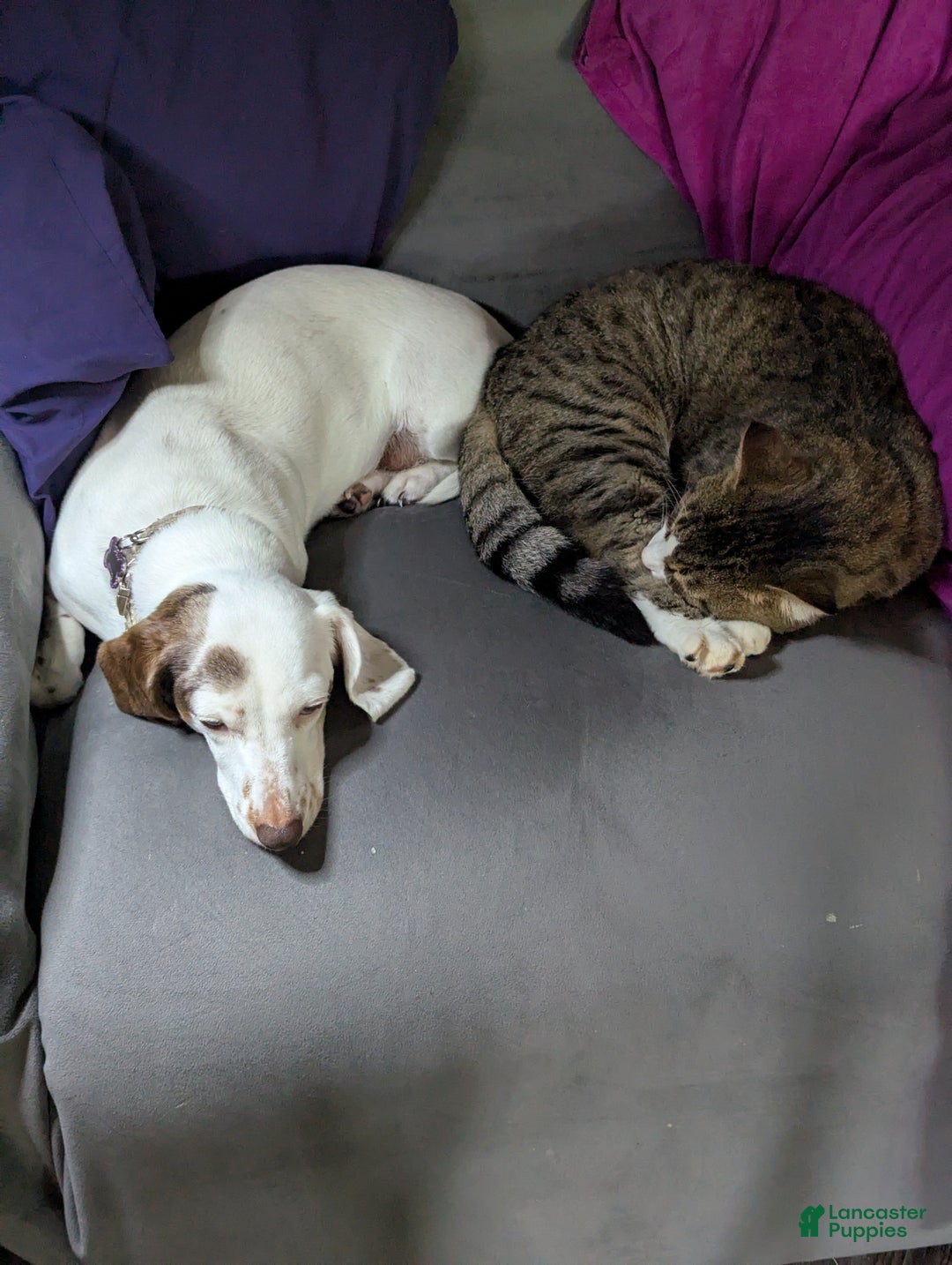 Miniature Dachshund dogs for sale: Coco - Ad 6