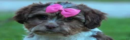 Teddy Bear dogs for sale:  Olive 🎀 - Ad 2