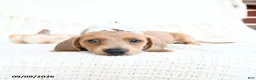 Miniature Dachshund dogs for sale: Sparrow - Ad 4