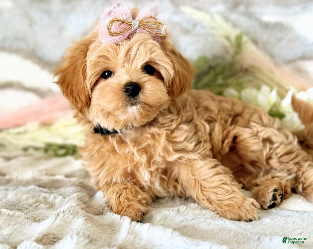 Full Grown Brown Maltipoo Maltipoo Apricot Fully Grown Benji