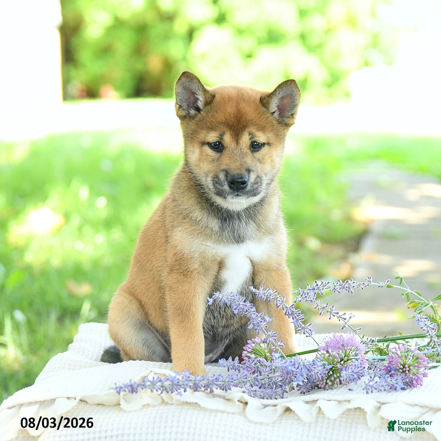 Shiba Inu dogs Jewel  - Ad 1