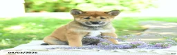 Shiba Inu dogs for sale: Jewel  - Ad 1