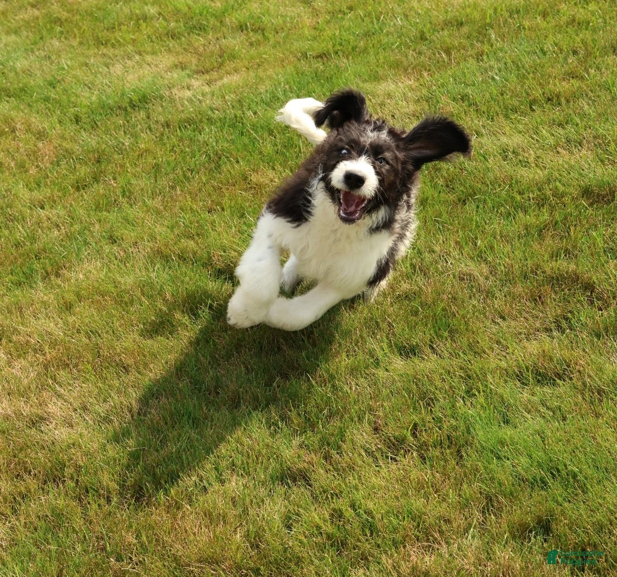 Saint Berdoodles dogs Alice - Ad 1