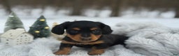 Miniature Dachshund dogs for sale: Tinsel - Ad 5