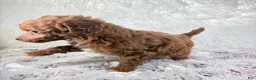Toy Poodle dogs for sale: Xander - Ad 6