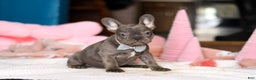French Bulldog dogs for sale: Jackie - Ad 3