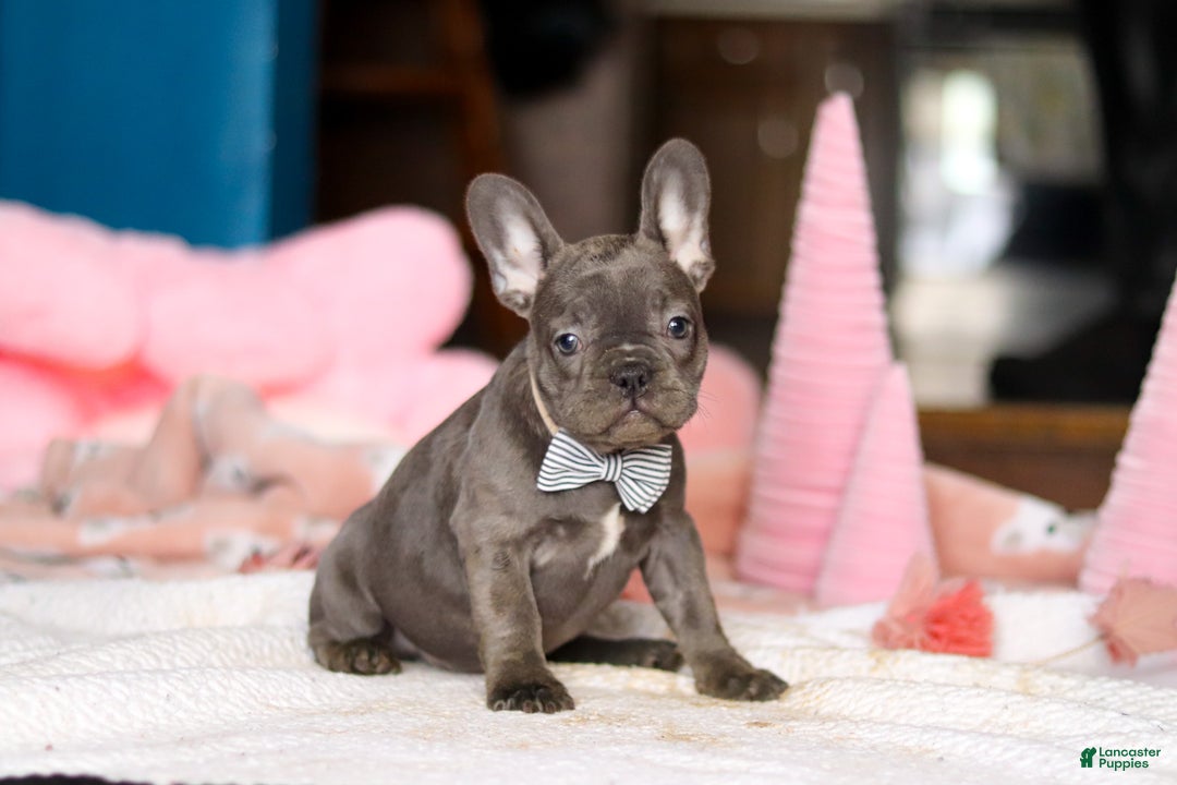 French Bulldog dogs for sale: Jackie - Ad 3