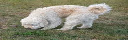 Goldendoodle dogs for sale: Willa - Ad 13
