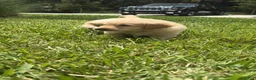 Golden Retriever dogs for sale: Golden Blue Olie - Ad 2