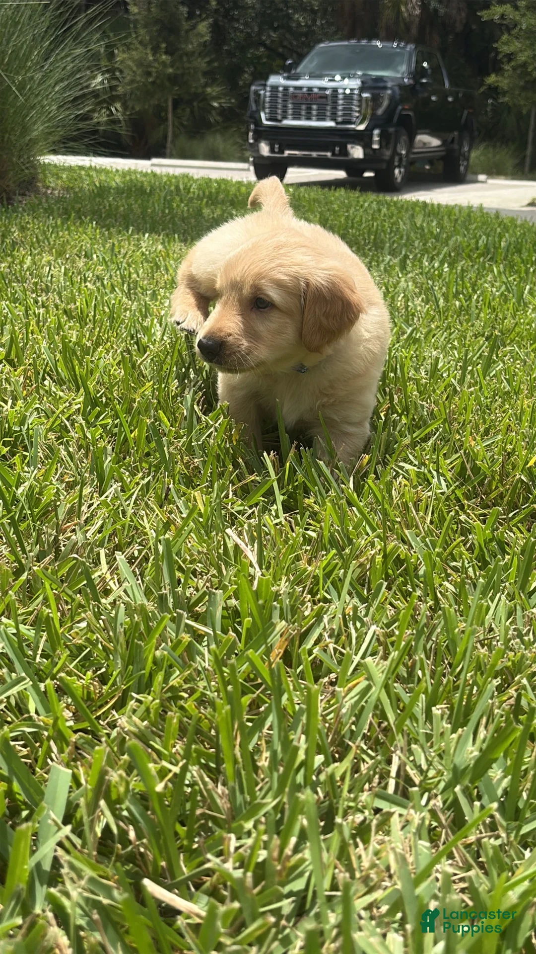 Golden Retriever dogs for sale: Golden Blue Olie - Ad 2