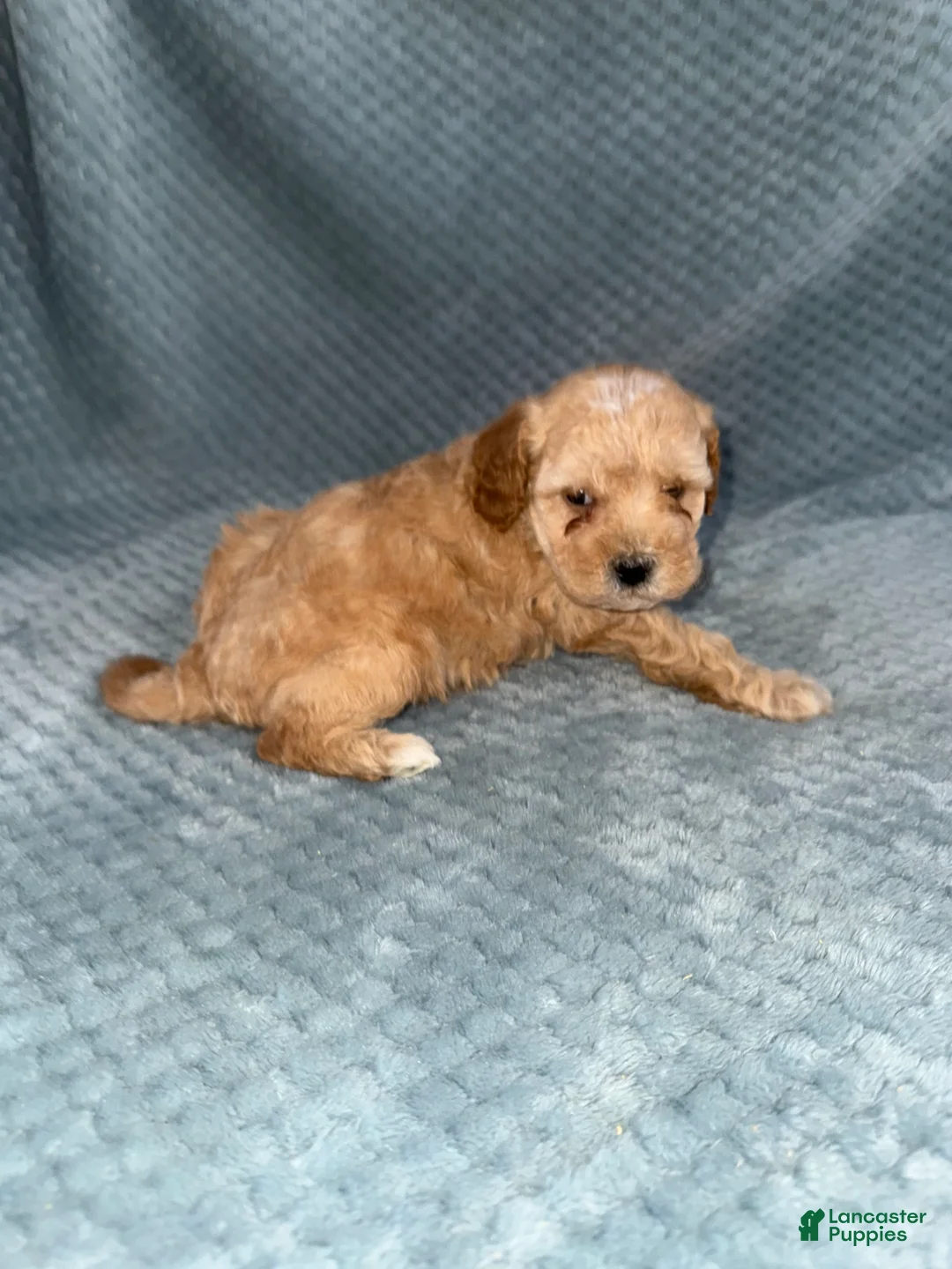 Cavapoo dogs for sale: Cavapoo Puppy 3 - Ad 4
