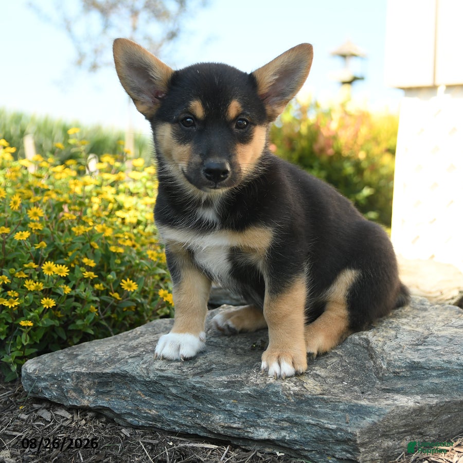 Welsh Corgi Pembroke dogs Dominique - Ad 1