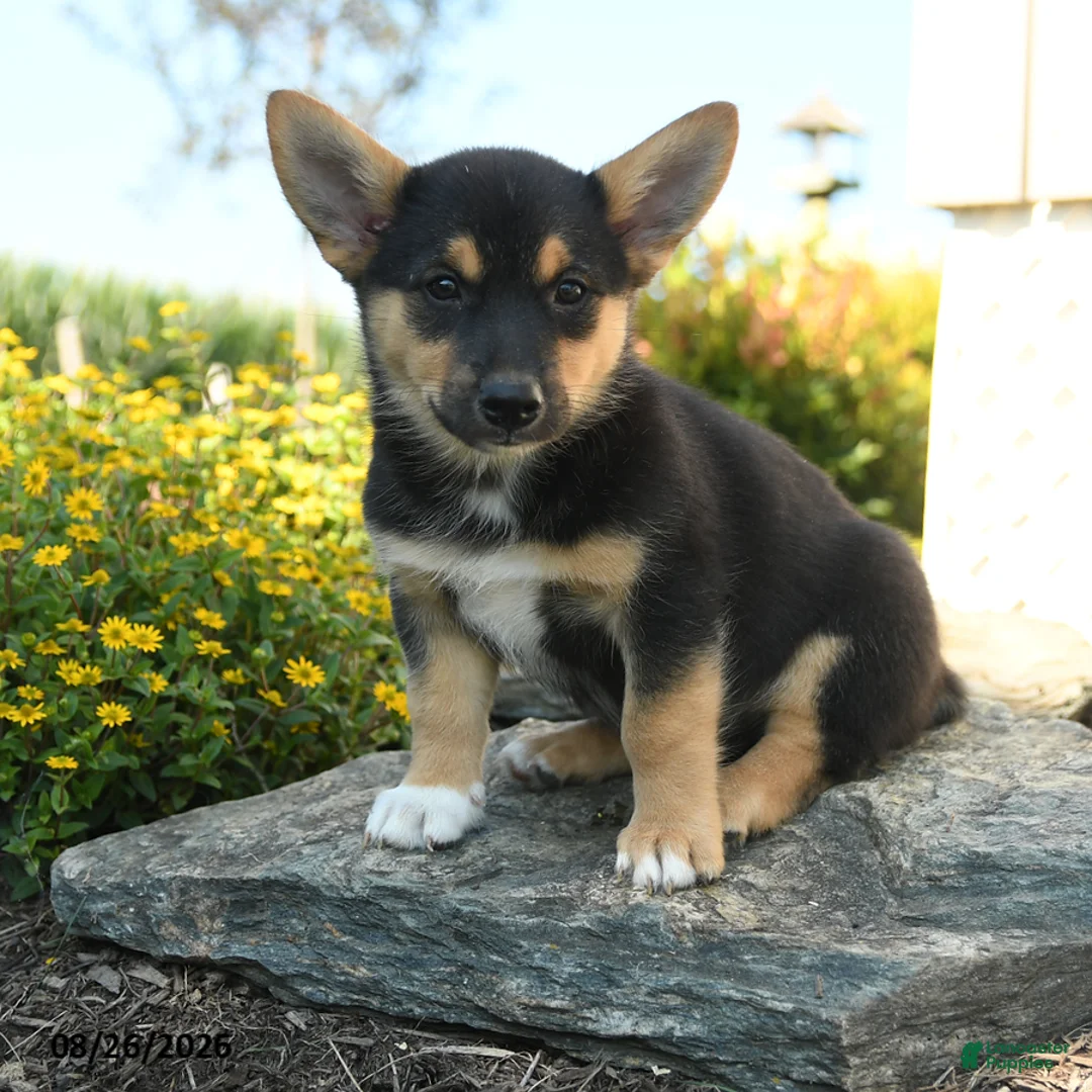Welsh Corgi Pembroke dogs for sale: Dominique - Ad 1