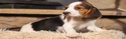 Beagle dogs for sale: Dottie🎀 - Ad 4