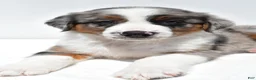 Australian Shepherd dogs for sale: Lonnie - Ad 8