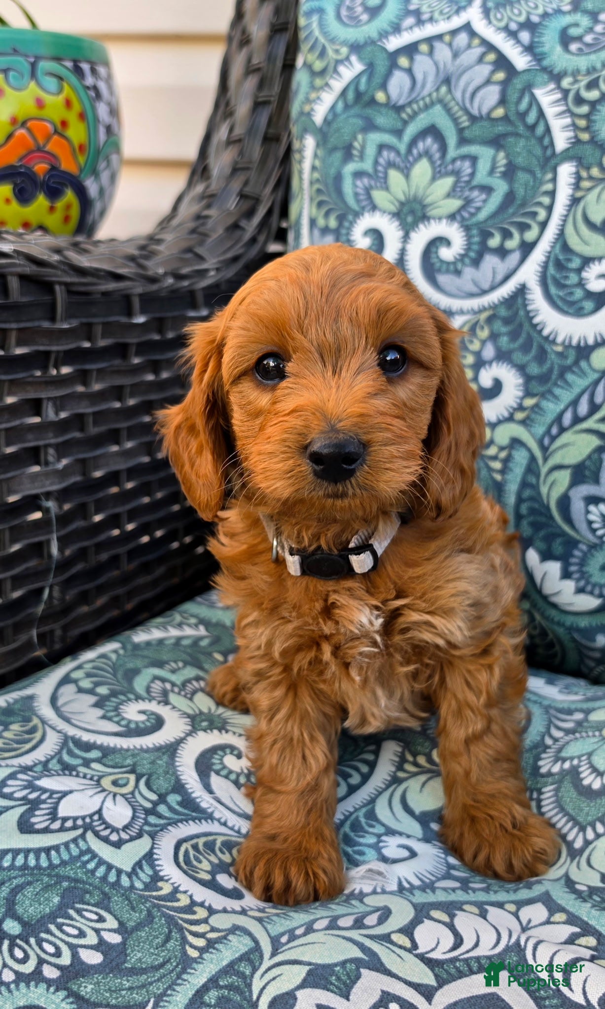 Mini Goldendoodle dogs Capricorn - Male - Ad 1