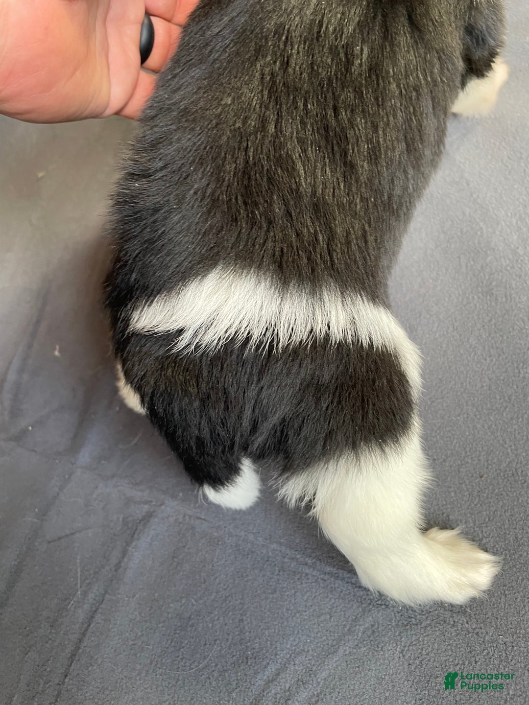 Mixed Breed dogs for sale: Stripe - Ad 3