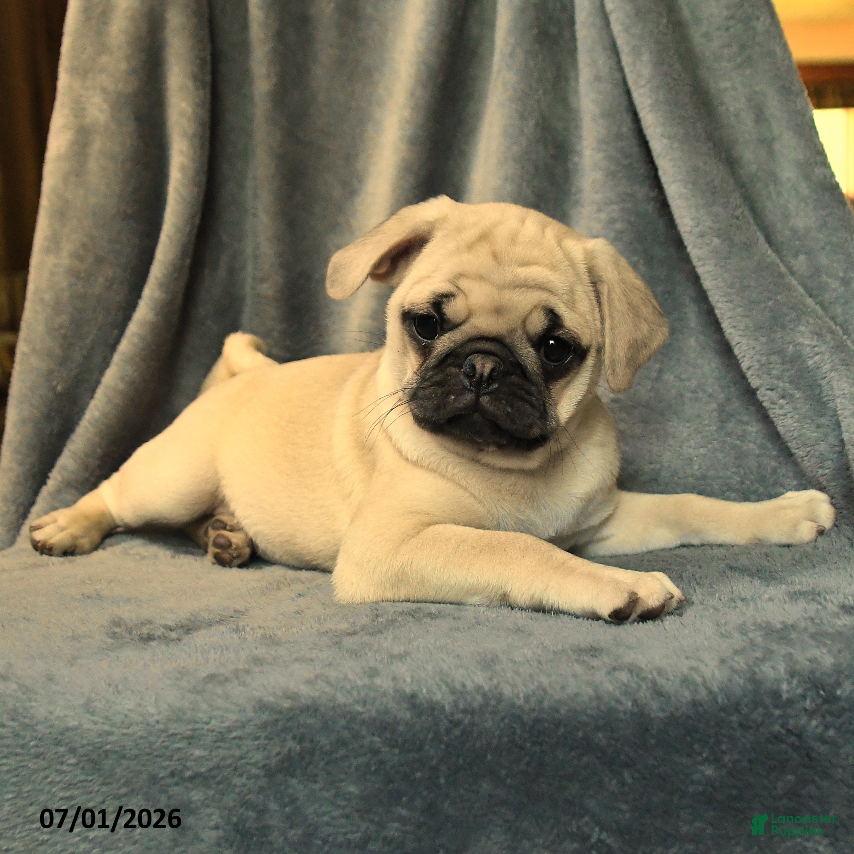 Pug dogs Lilac - Ad 2