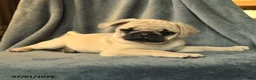 Pug dogs for sale: Lilac - Ad 2