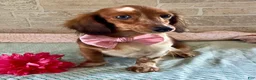 Miniature Dachshund dogs for sale: Hudson - Ad 6