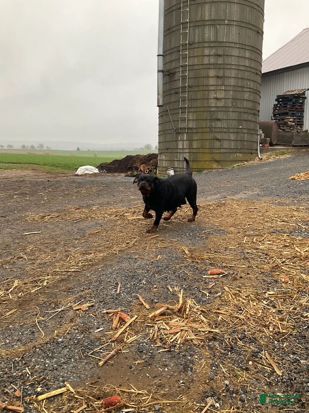 Rottweiler dogs for sale: Mr Bill - Ad 2