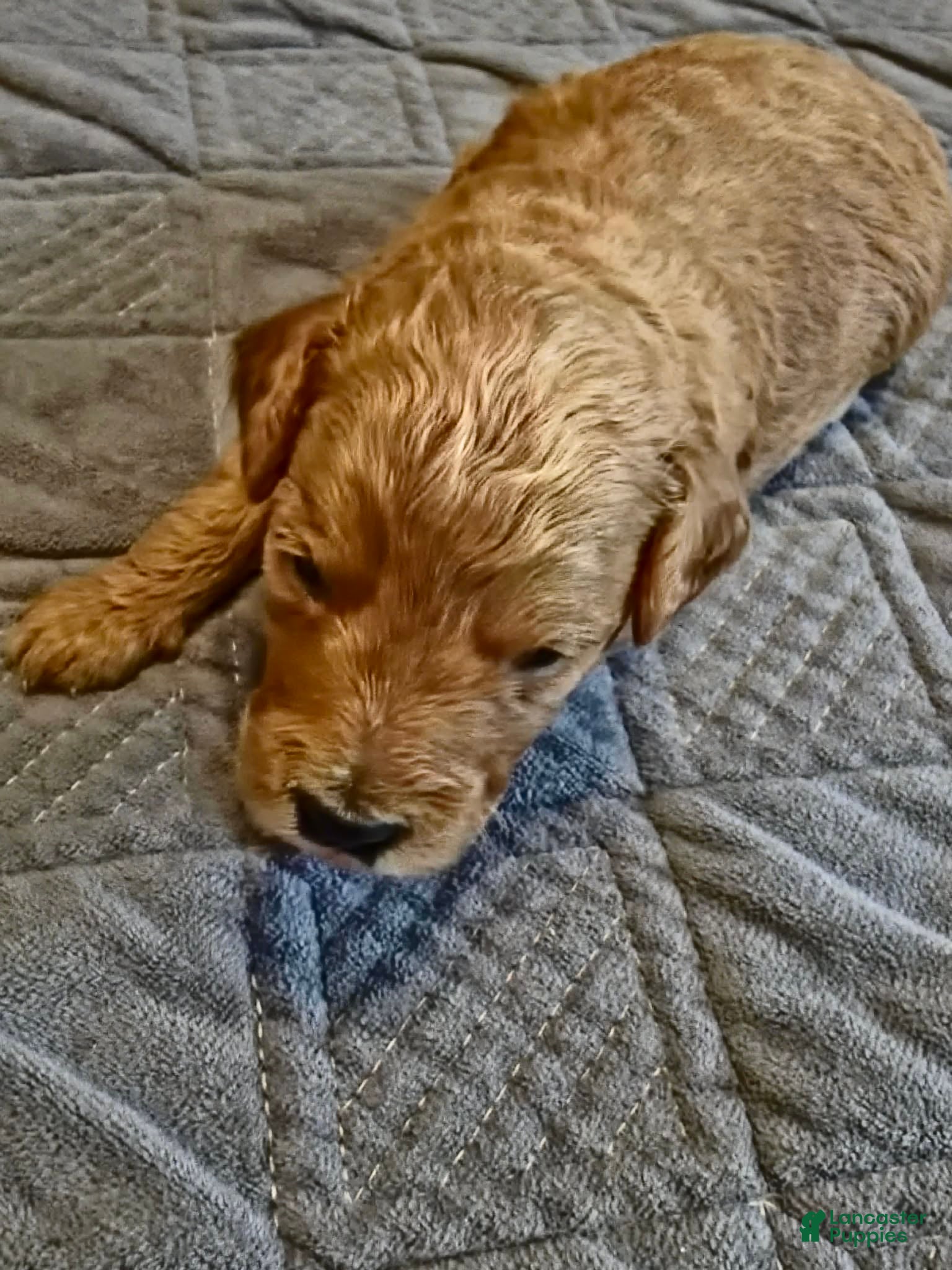 Mini Goldendoodle dogs lucy - Ad 2