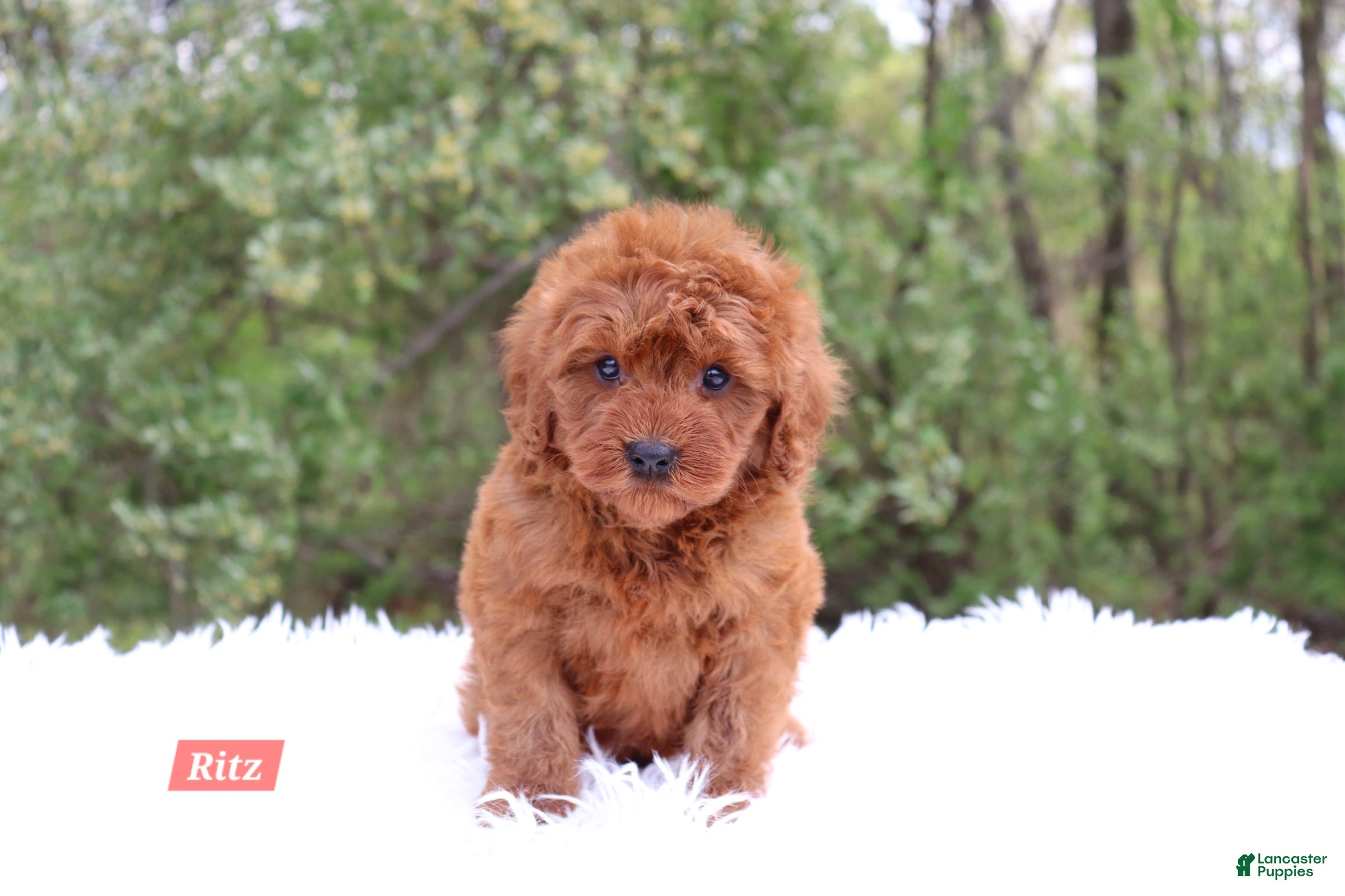 Cavapoo dogs for sale: Ritz - Ad 4