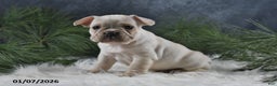 French Bulldog dogs for sale: Archie - Ad 3