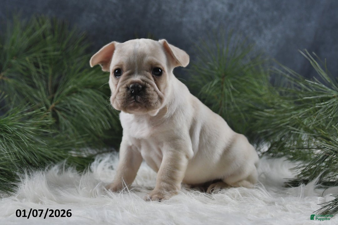 French Bulldog dogs for sale: Archie - Ad 3