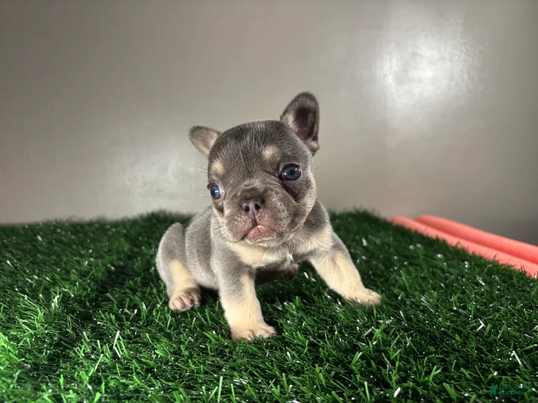 French Bulldog dogs for sale: Lola - Ad 1