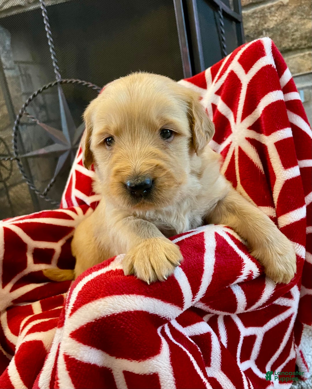 Golden Retriever dogs for sale: Hunter - Ad 2