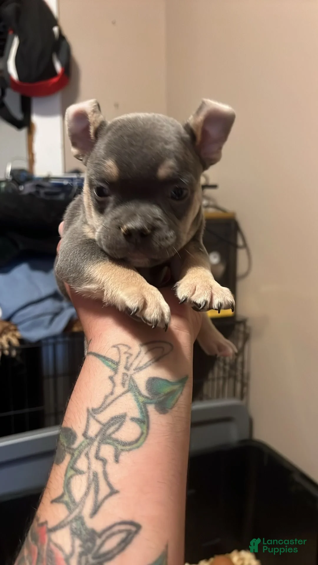 American Bully dogs for sale: American Bully 1 - Ad 1