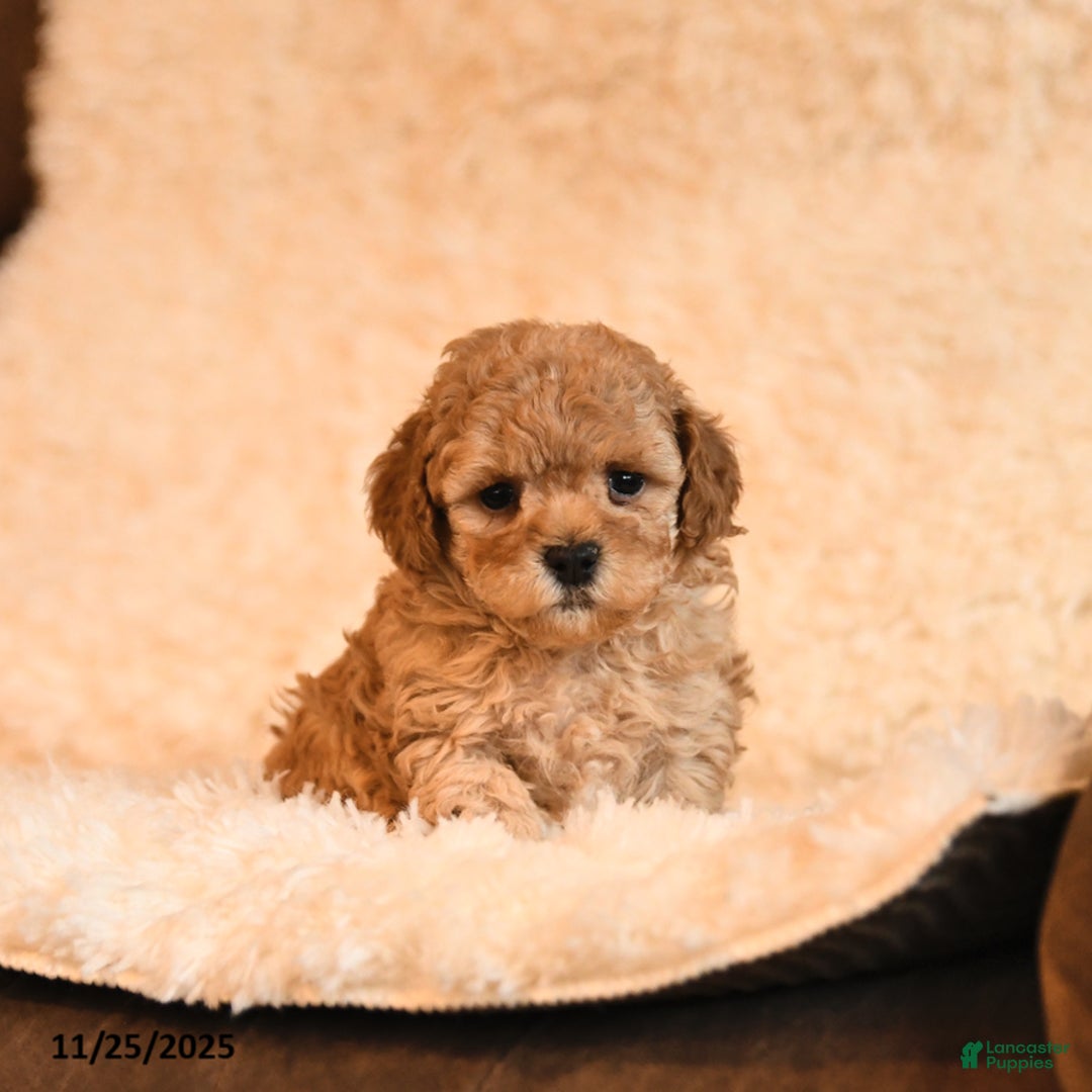 Toy Poodle dogs for sale: Buddy - Ad 2