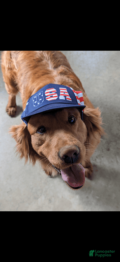 Gallery Image {{count}}