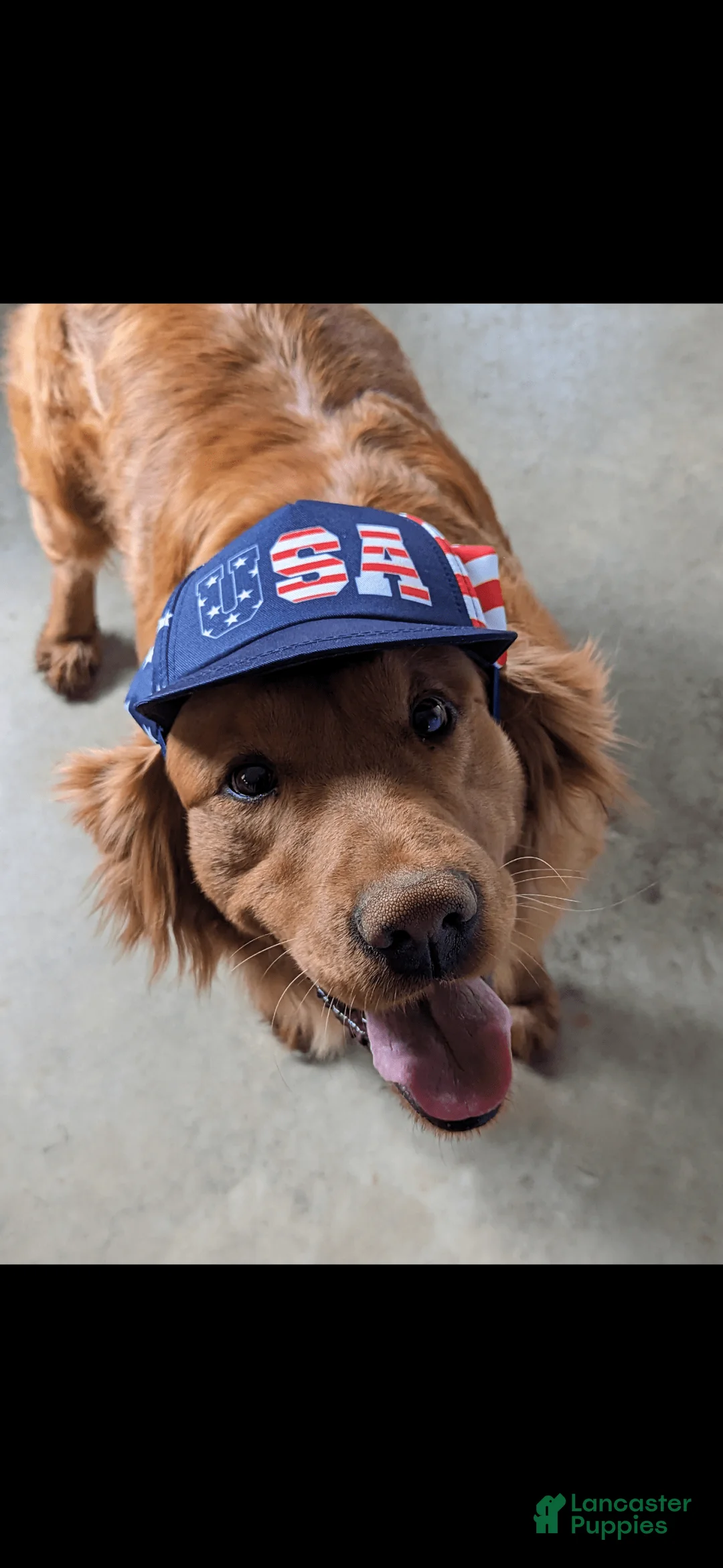 Gallery Image {{count}}