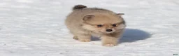Pomeranian dogs for sale: Yoshi - Ad 3