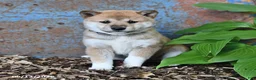 Shiba Inu dogs for sale: Taffy - Ad 1